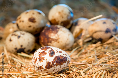 heap of quail eggs in the nest closeup