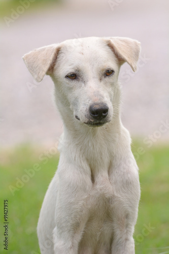 lovely dog with clearly background