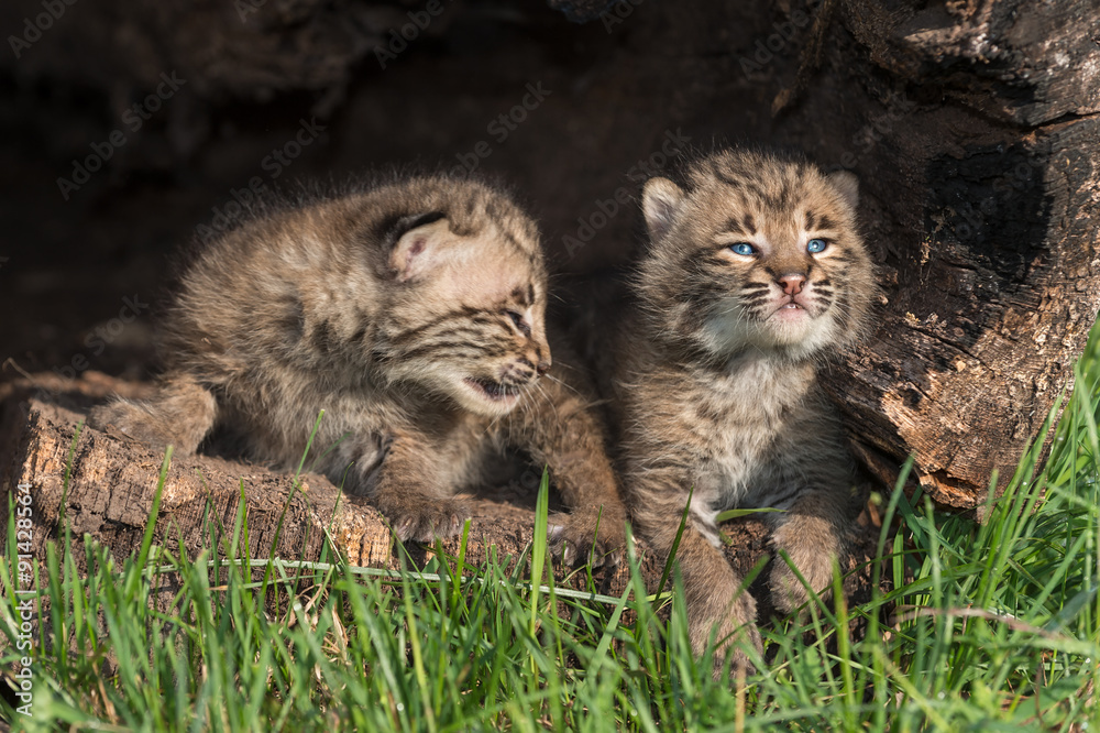 Naklejka premium Baby Bobcats (Lynx rufus) Look Up in Log