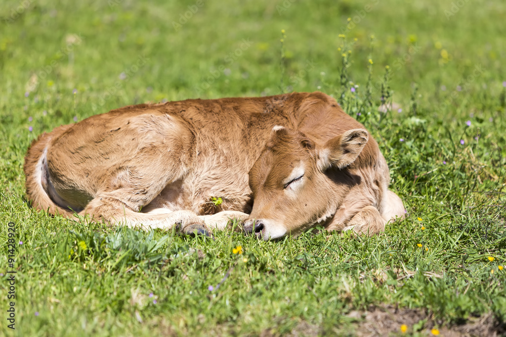 Fototapeta premium Small cute calf sleeping on the green meadow. Newborn baby cow.