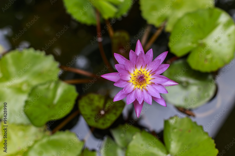Happiness blooming Happiness blooming
