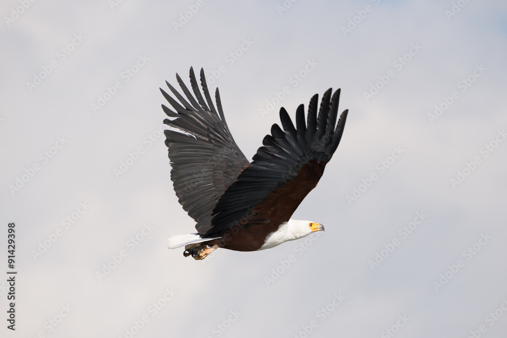 Obraz premium African fish eagle flying with wings raised