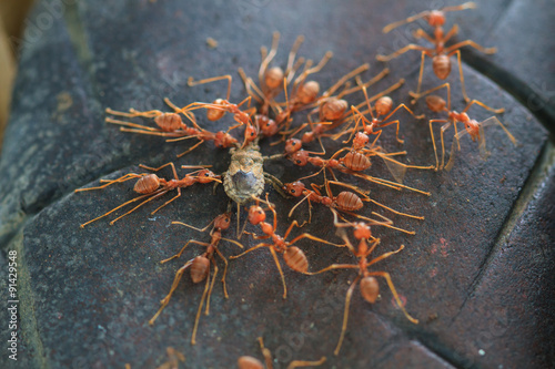 Ants troop trying to move a dead insect
