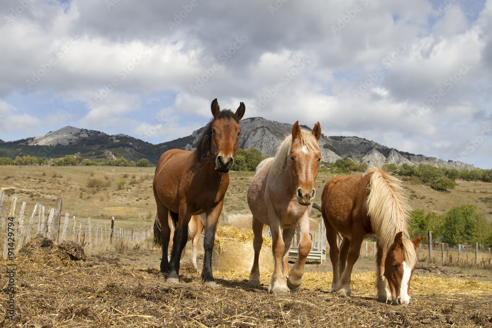 Mares Mares