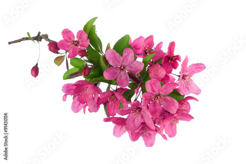 Pink crabapple blossoms, isolated on white