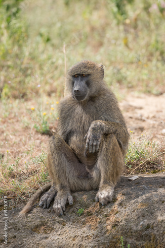 Baboon sitting down with paw on knee