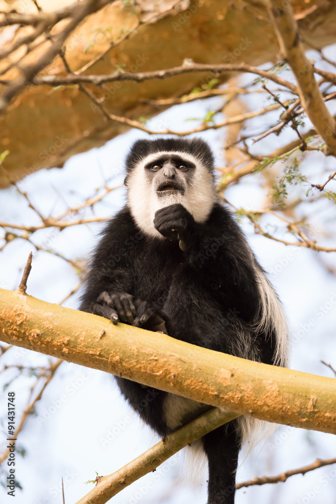 Obraz premium Black and white colobus monkey on branch
