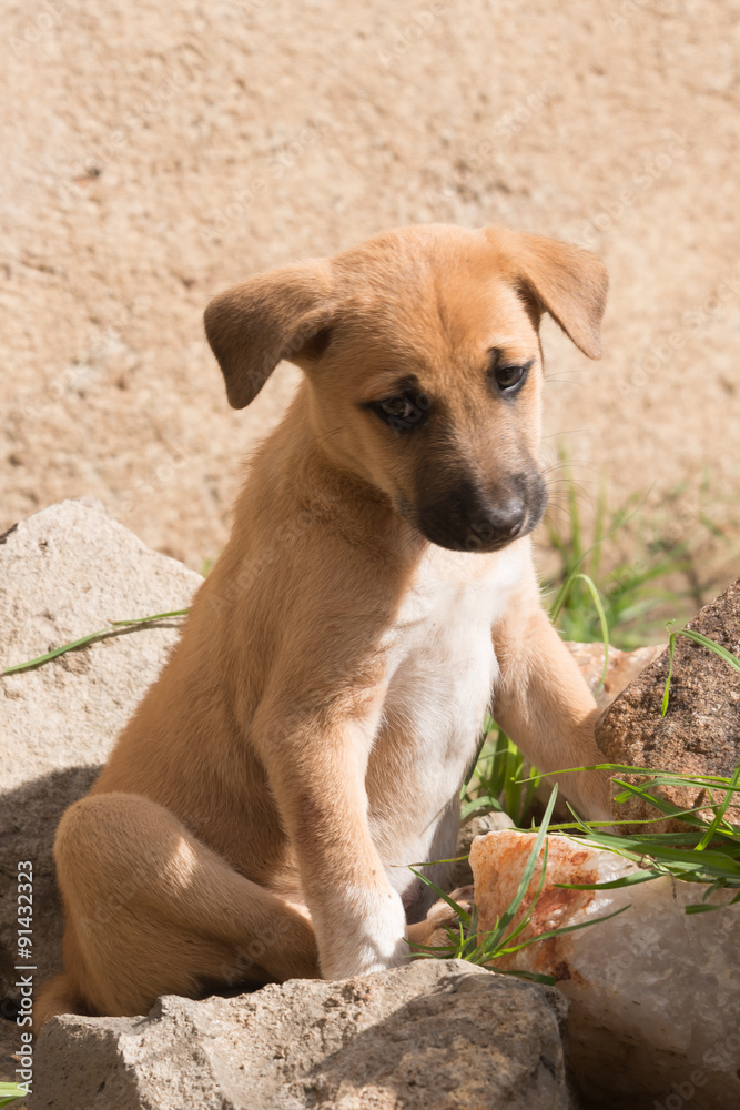 Brown puppy with white socks looking down Brown puppy with white socks looking down