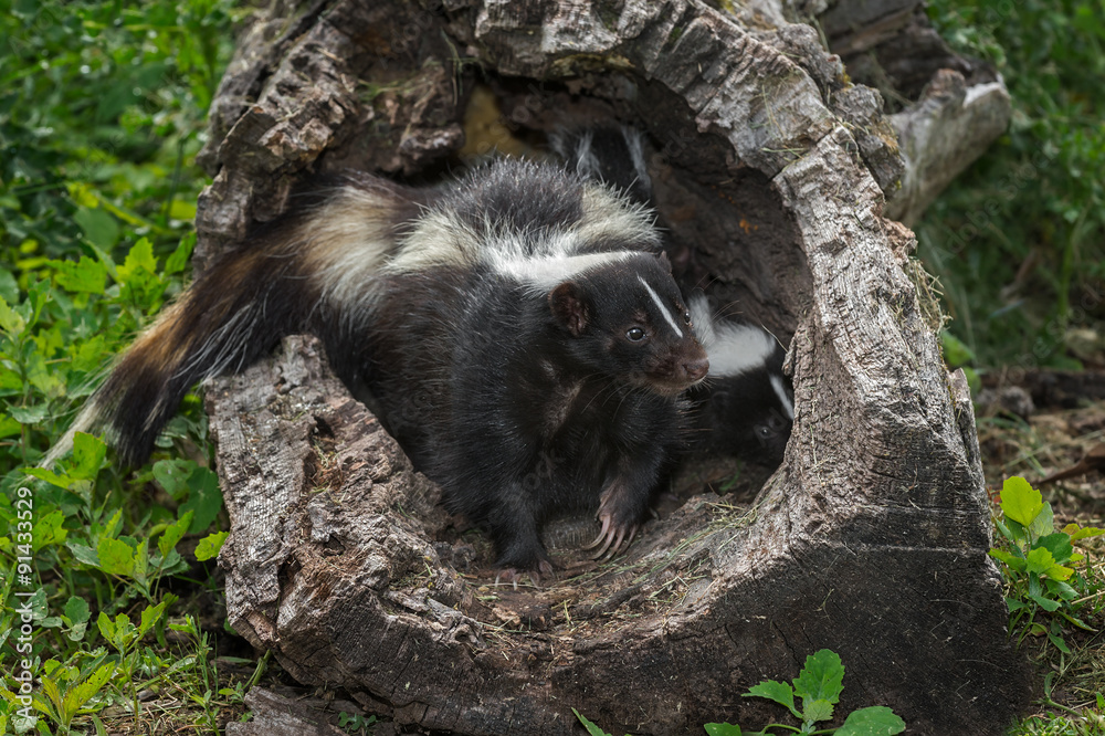 Striped Skunk (Mephitis mephitis) Stands Guard over Kit in Log Striped Skunk (Mephitis mephitis) Stands Guard over Kit in Log
