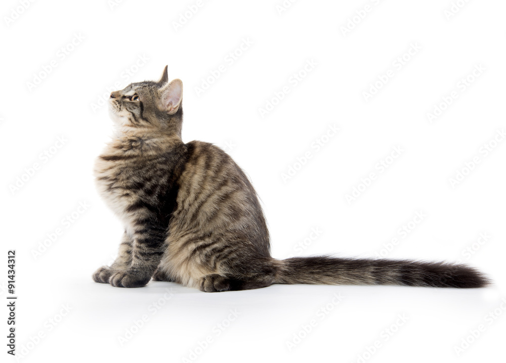 Cute tabby cat Cute tabby cat