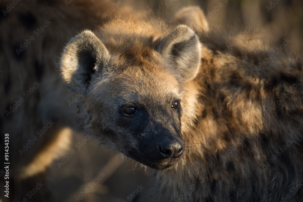 Spotted hyena Spotted hyena