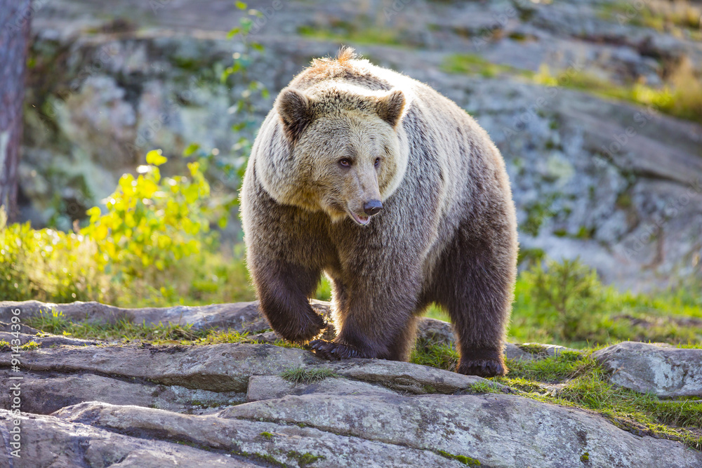 Fototapeta premium Big adult brown bear in the sunset