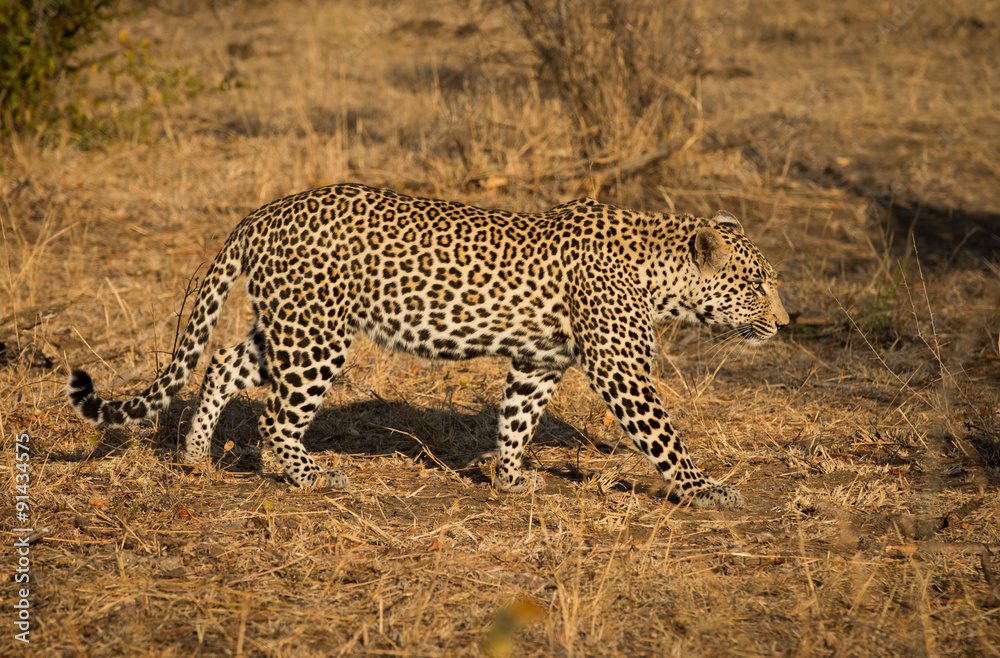 Fototapeta premium Leopard in morning sun