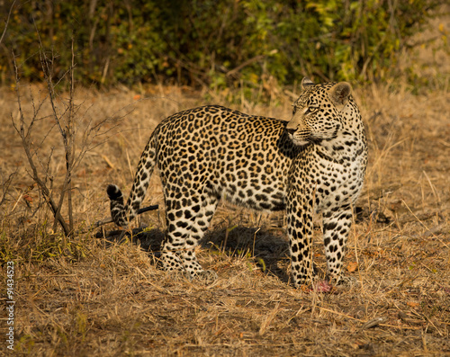 Leopard in morning sun