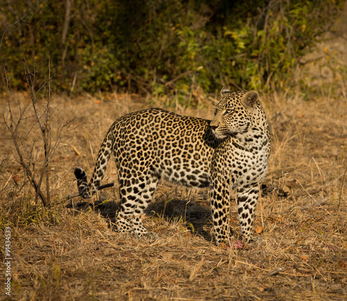 Leopard in morning sun