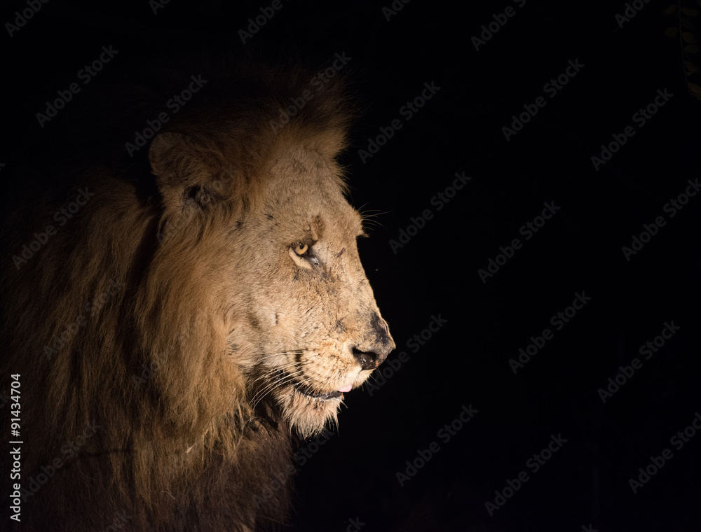 Lion at night