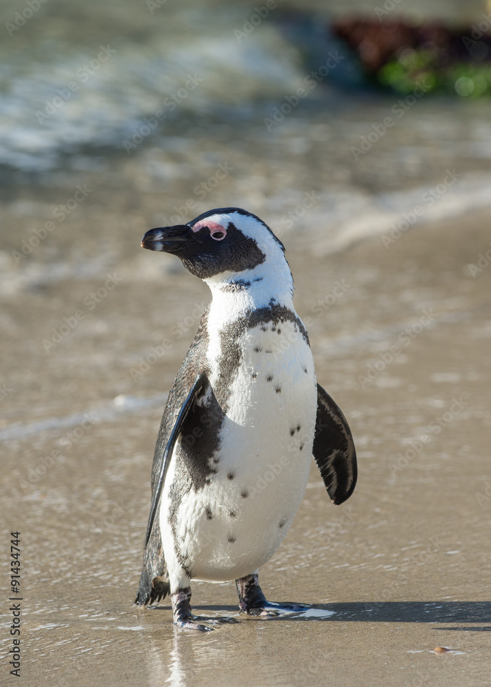 Fototapeta premium African penguin on the beach