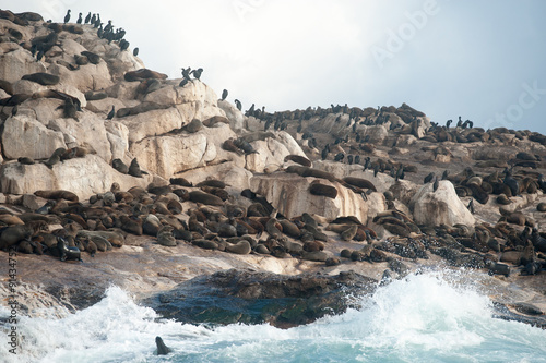 Seal Island in False Bay, South Africa