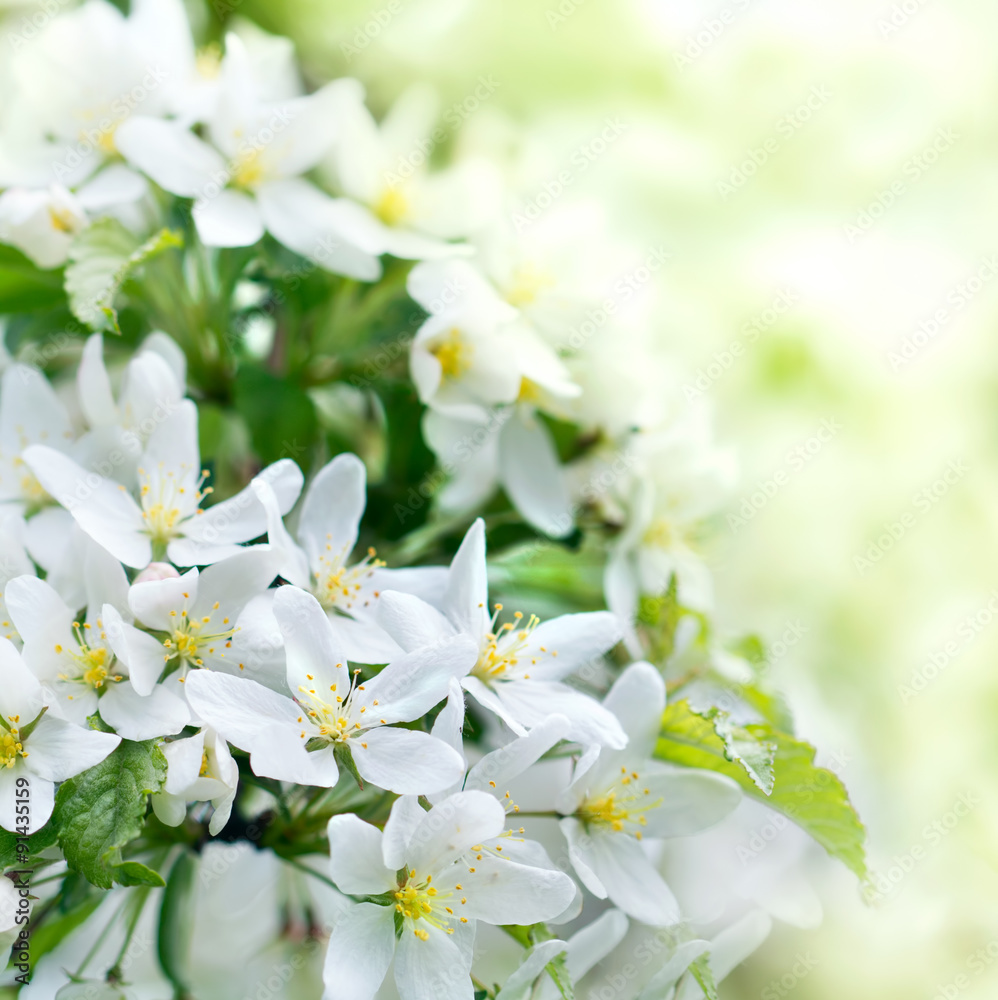 Pear tree flower in spring