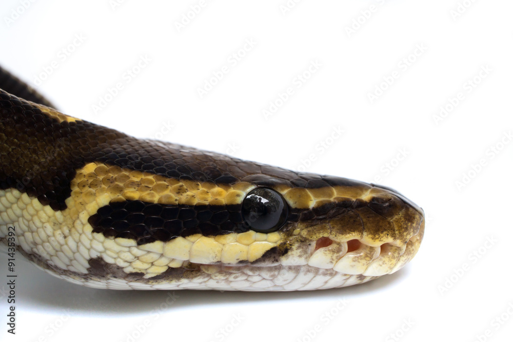 Snake Head Ball Python Head on white background 1 Photos | Adobe Stock