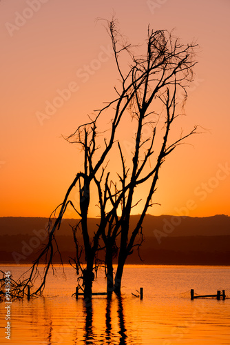 Dead tree in lake silhouetted at sunrise