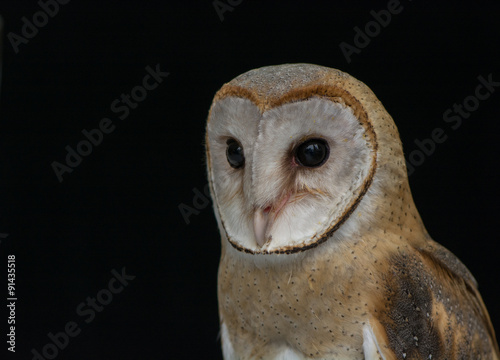 Barn owl closeup with black background