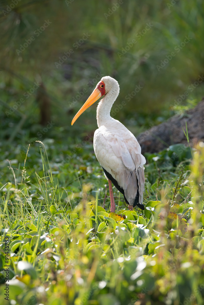 Fototapeta premium Elephant stork in profile looking at camera