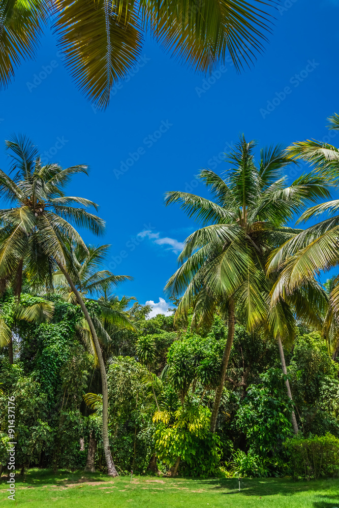 Obraz premium coconut tree grove