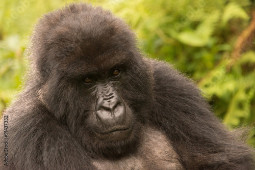 Gorilla in forest looks sadly into distance