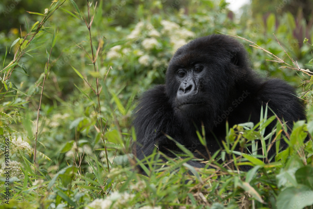 Gorilla looks downhill from top of bush Gorilla looks downhill from top of bush