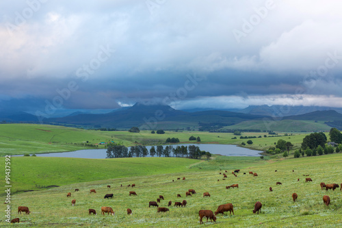 Cattle on green pastures © hannesthirion