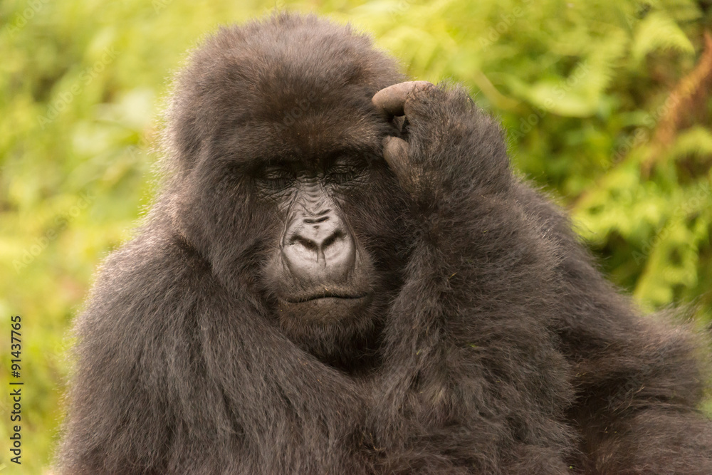 Naklejka premium Gorilla scratches its head with eyes closed