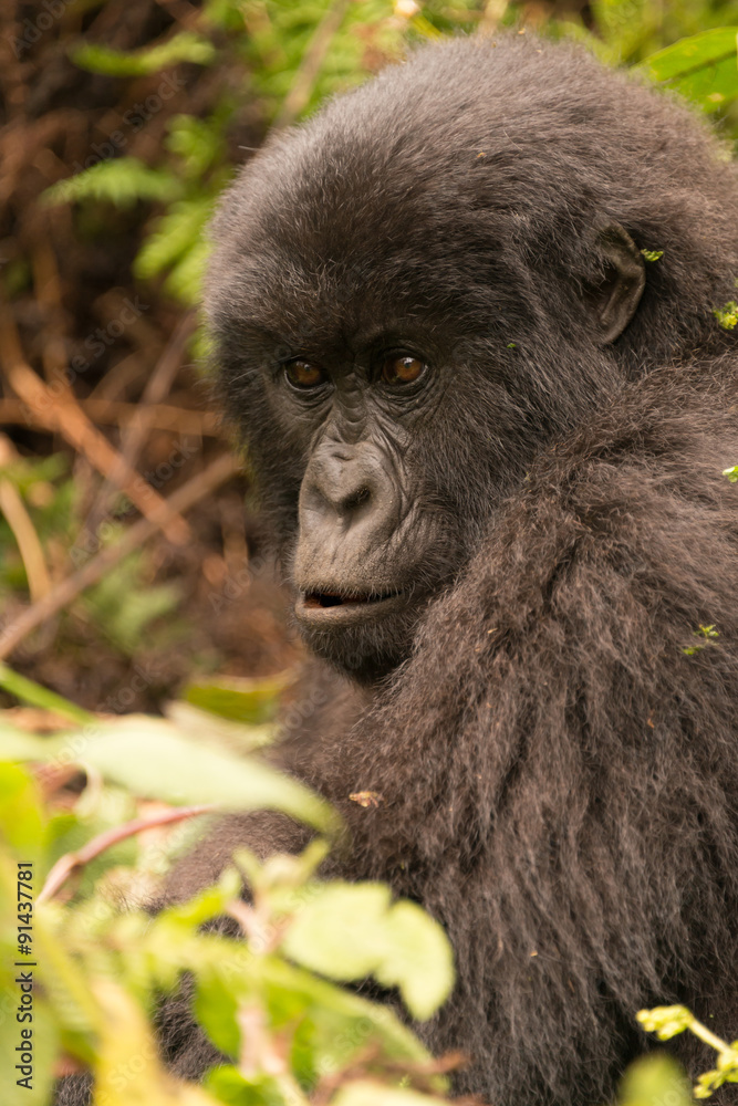 Gorilla surrounded by undergrowth staring into distance Gorilla surrounded by undergrowth staring into distance