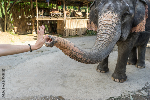 Elephant give me five with women hand