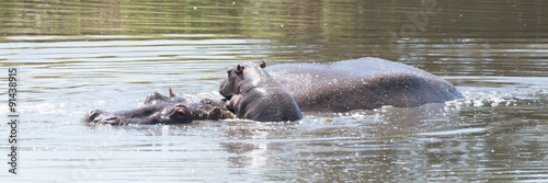 Hippopotamus calf climbs on top of mother © Nick Dale