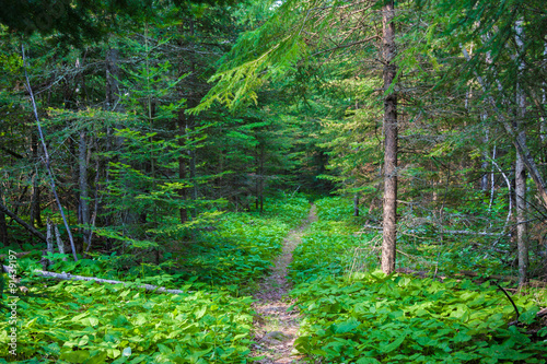 path through a green forest in summer