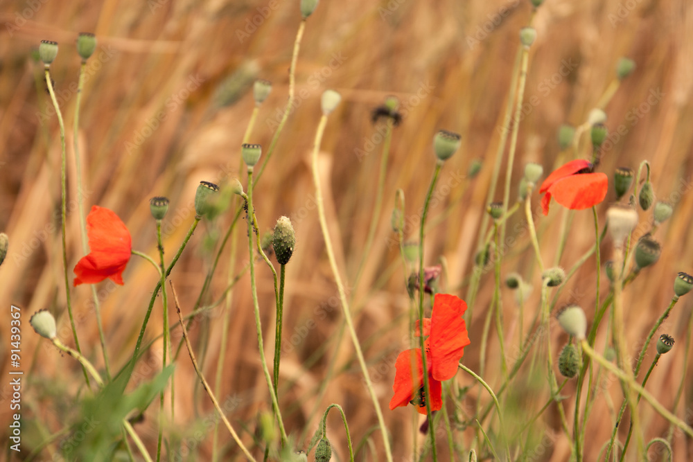 Fototapeta premium poppies and ears in the meadow
