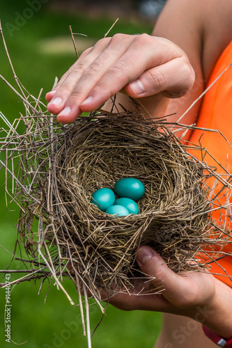 Bird Nest Protection
