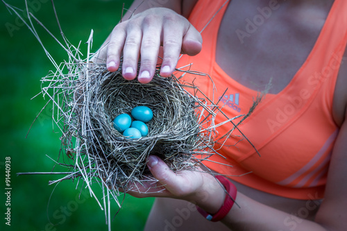 Bird Nest Protection