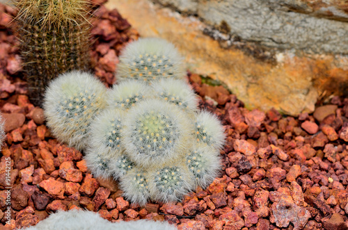Cactus in the botanical garden.