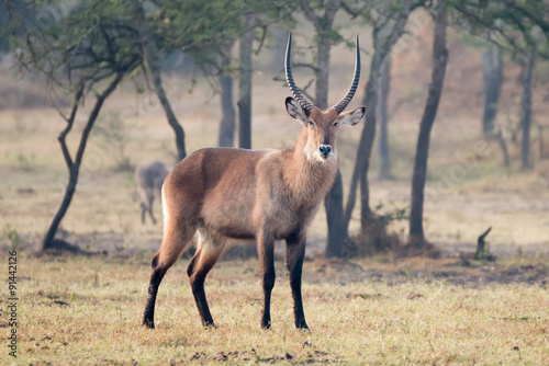 Male waterbuck with horns staring at camera
