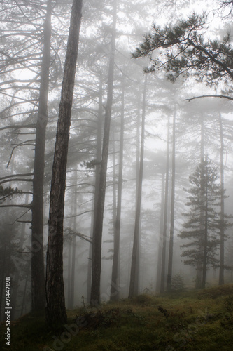 Fogy forest