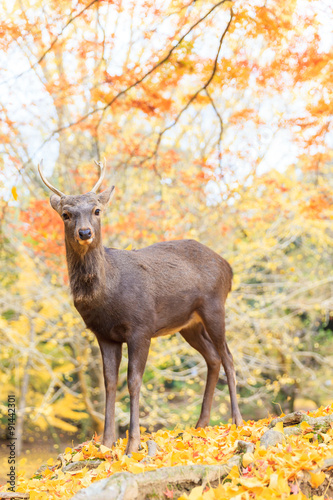 Deer live freely in Nara  Japan.