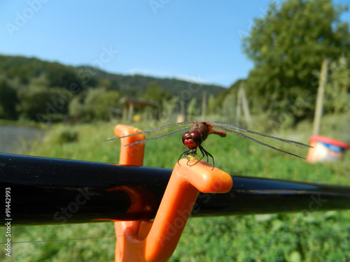 Dragonfly / Anisoptera on fishig pole with orange support.
