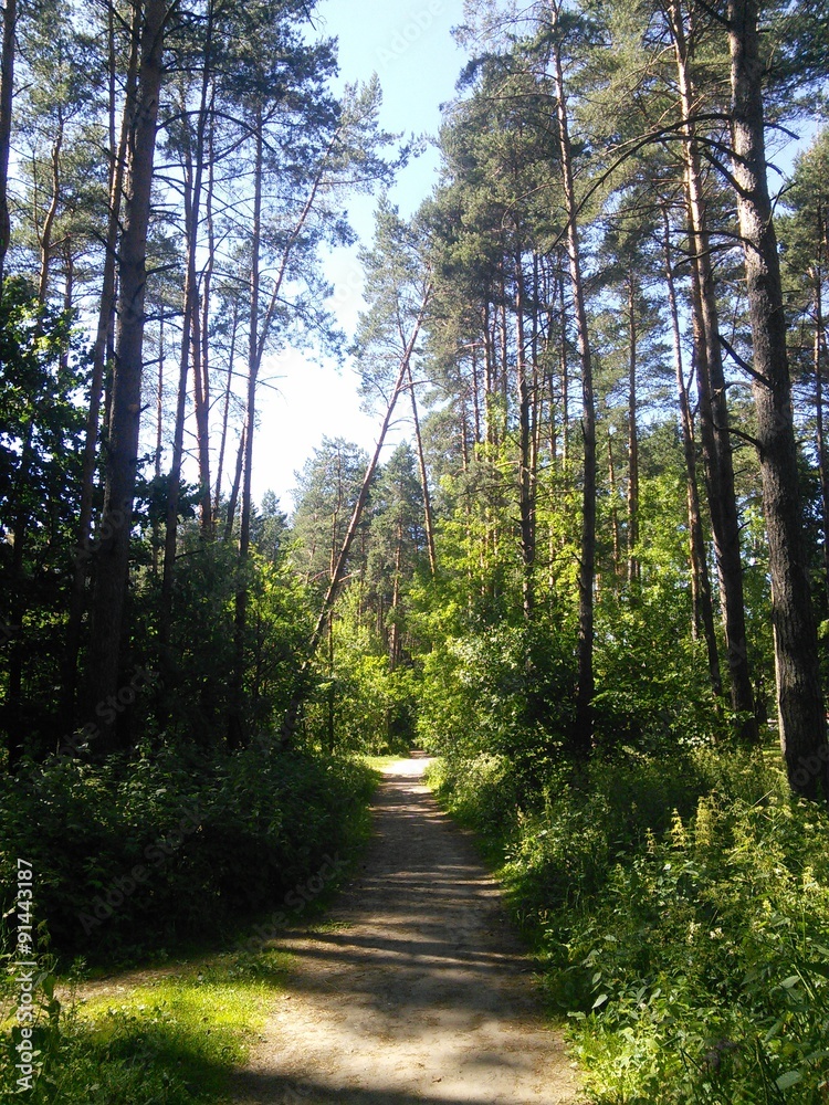 Fototapeta premium Forest in town