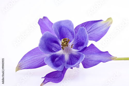 single violet  flower of Aquilegia vulgaris