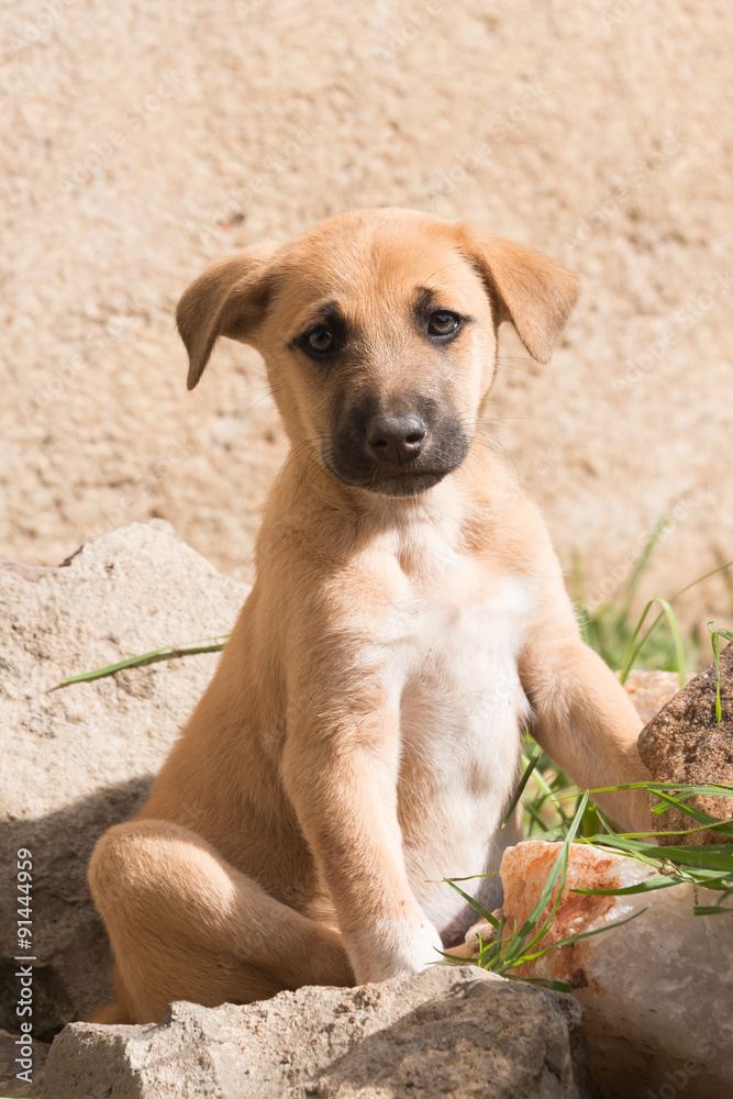 Puppy with black muzzle looking at camera Puppy with black muzzle looking at camera