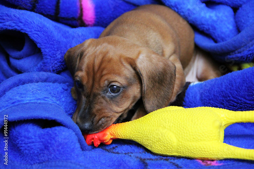 Two months mischievous puppy dachshund smooth playing with rubber toys