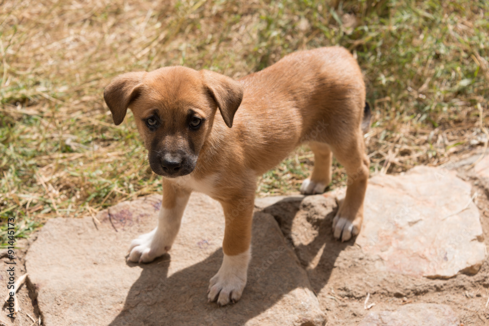 Puppy with white socks looking into camera Puppy with white socks looking into camera