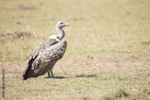 Ruppels griffon vulture on ground faces right